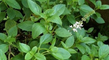 BANHO CONTRA MAU OLHADO