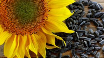 BANHO   DE  GIRASSOL???????