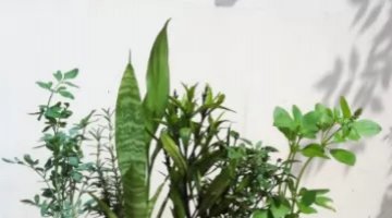 7 Ervas de Prote��o