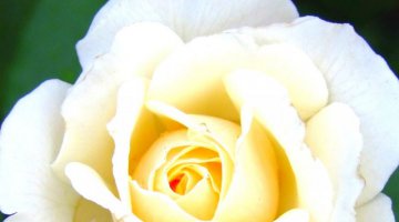 Baralhos de Entidades