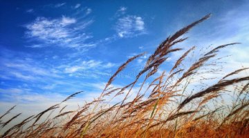 Simpatia ou Feiti�o do vento